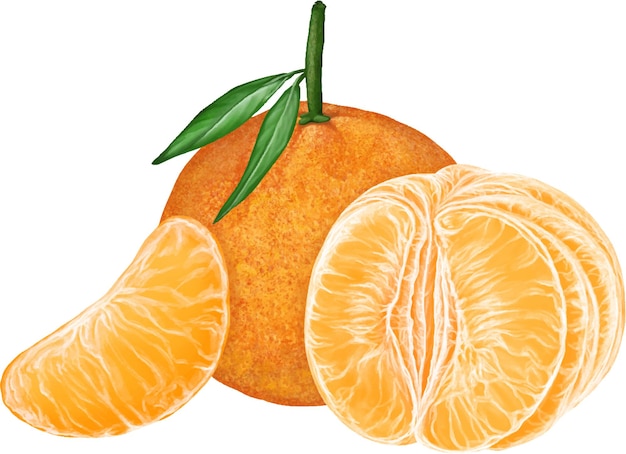 Mandarinas frescas clementinas mandarina cítricos ilustración