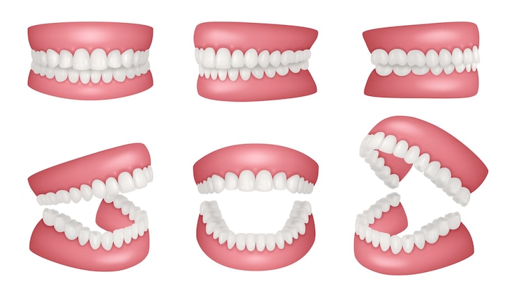 Vector mandíbulas realistas anatomía humana de la mandíbula colección de dientes sanos vector decente conjunto de plantillas realistas