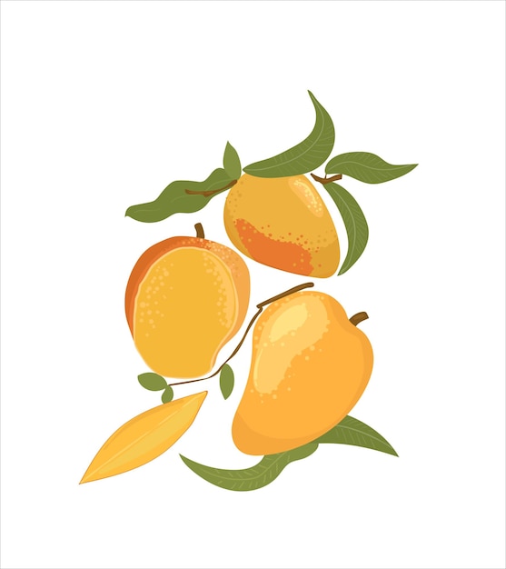 mango entero y medio cortado mango fruta mango dibujado a mano ilustración aislada sobre fondo blanco