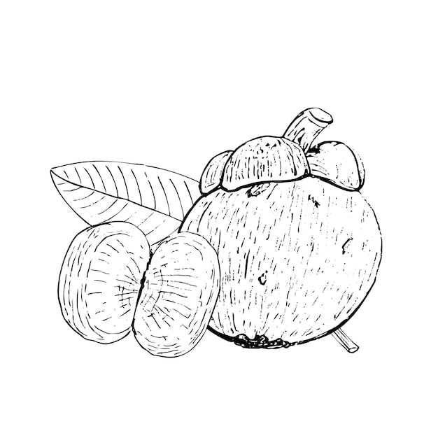 Mangosteen entero y rebanadas una hoja composición vectorial negra y blanca aislada sobre fondo blanco Arte en blanco y negro dibujado a mano para paquetes de diseño de alimentos anuncios de menú frutas etiqueta logotipo y decoración