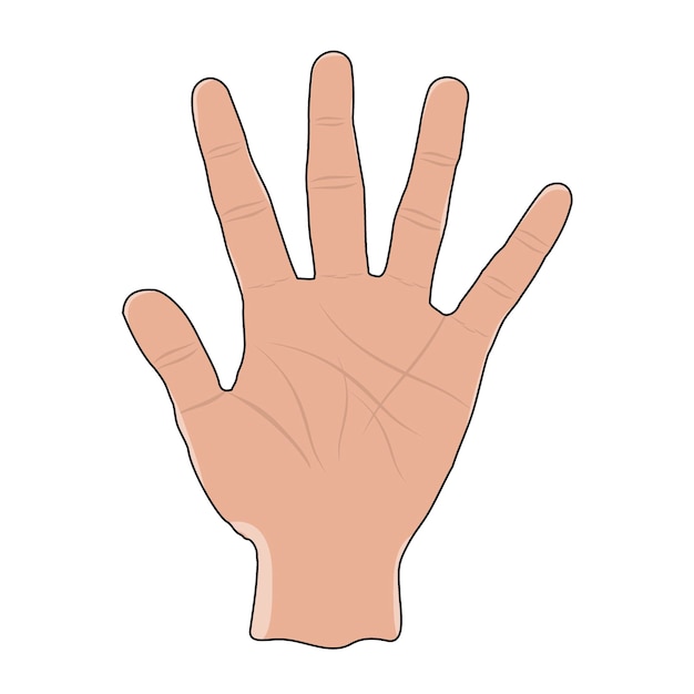 Mano Cinco Dedos Dedos Mano
