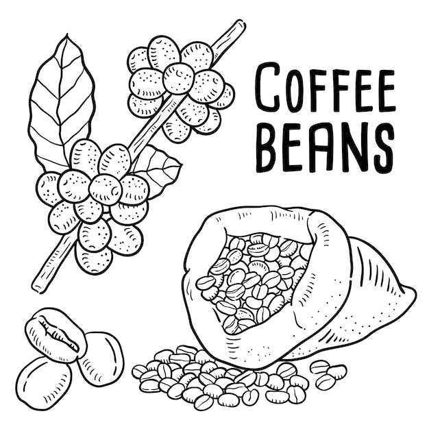 Mano Dibuja La Ilustracion De Granos De Cafe Vector Premium Mano Dibuja La Ilustracion De Granos De Cafe Vector Premium