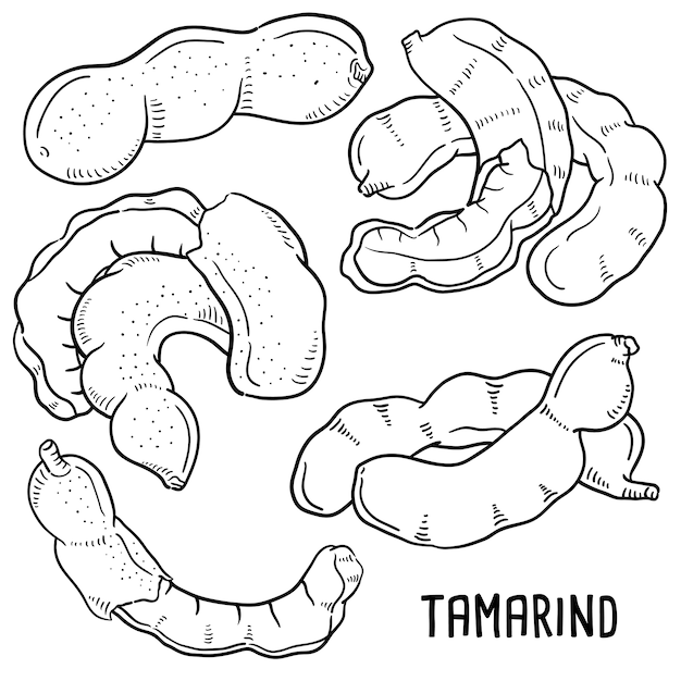 Mano dibuja la ilustración de tamarindo.