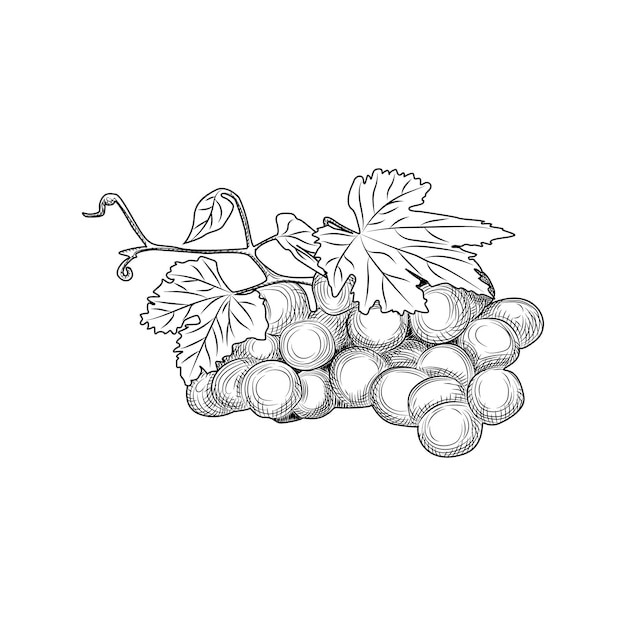 Mano dibuja racimos y hojas de uva. Estilo de grabado. Objetos aislados sobre fondo blanco. Ilustración vectorial