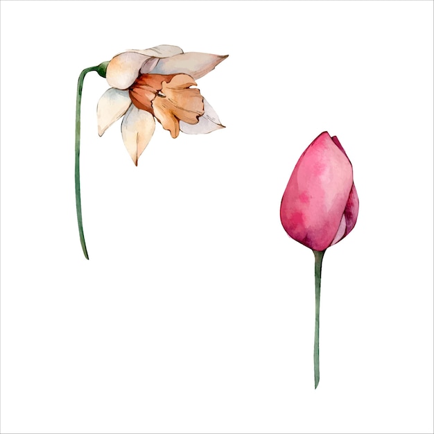 Mano dibujada acuarela narciso blanco y tulipán rosa aislado en blanco acuarela flor Clipart