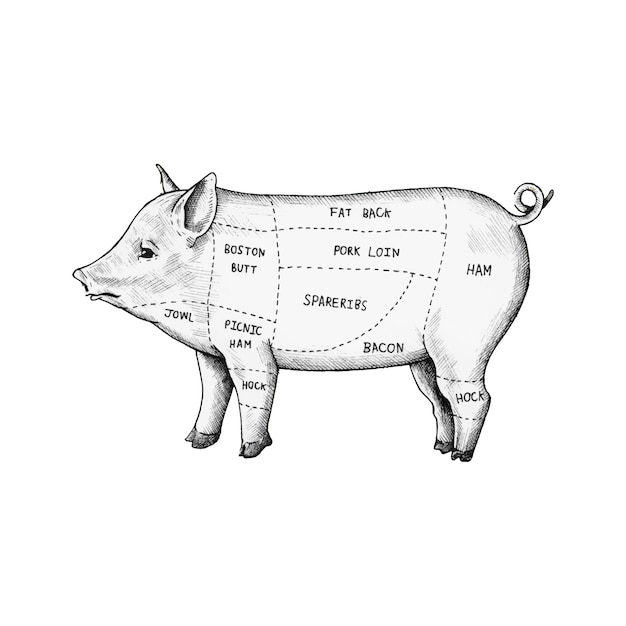 Mano dibujada corte de cerdo