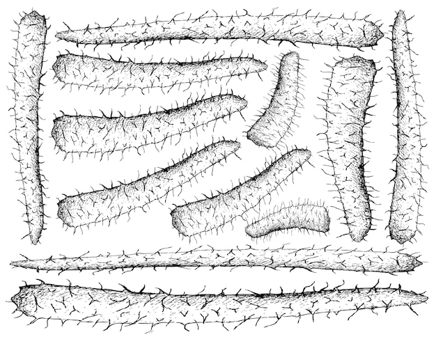 Vector mano dibujada de ñame chino en el fondo blanco