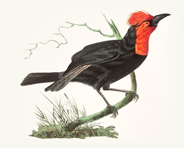 Mano dibujada de Tangara negro