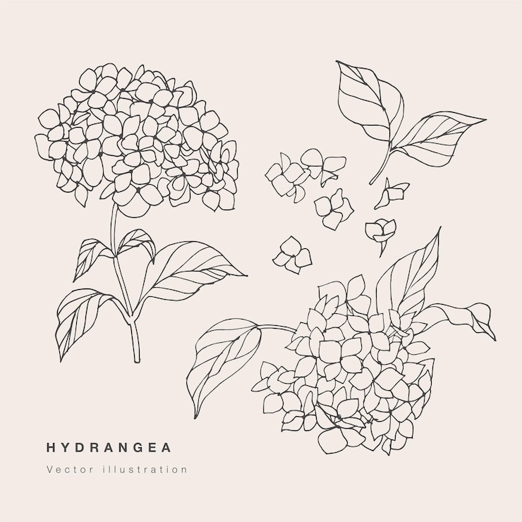 Mano dibujar flores de hortensia