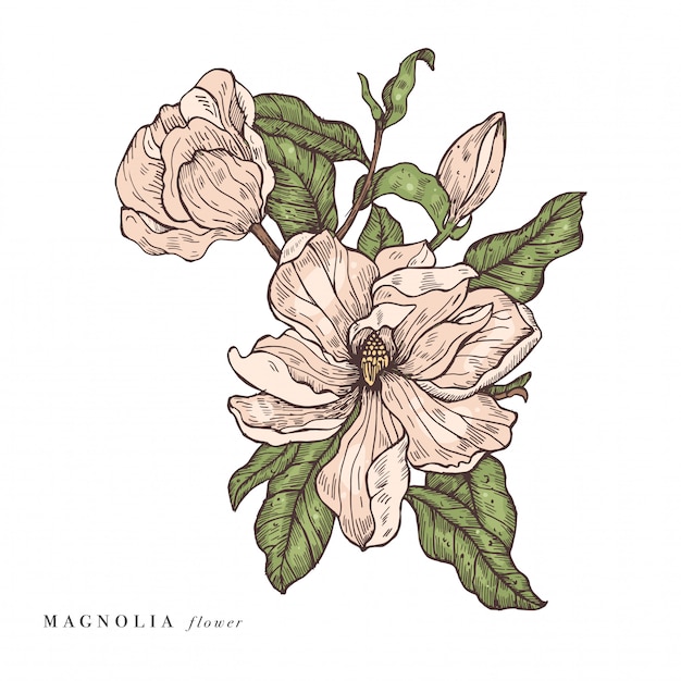 Mano dibujar ilustración de flores de magnolia. Guirnalda floral. Tarjeta floral botánica sobre fondo blanco.