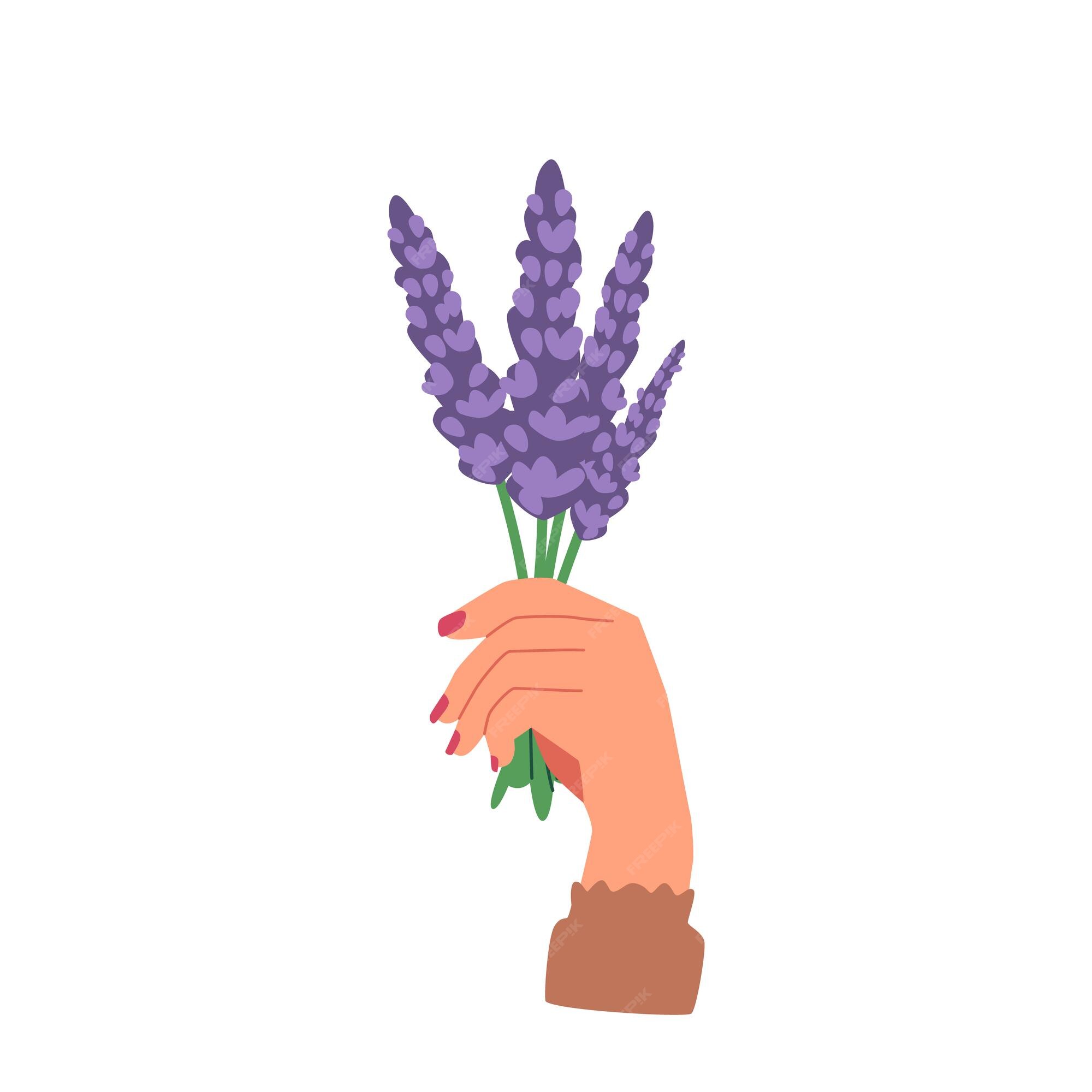 Mano de mujer con ramo de flores de lavanda tallos naturales con flores de  color púrpura hermoso regalo para las vacaciones de primavera | Vector  Premium