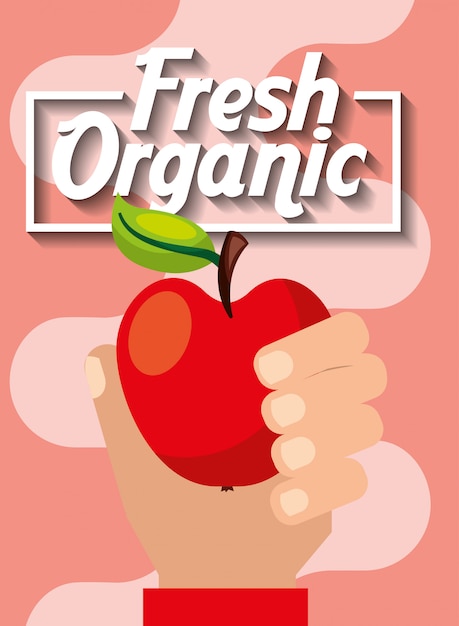 Mano que sostiene la manzana de fruta orgánica fresca