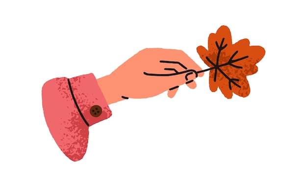 La mano sosteniendo la hoja de arce de otoño mostrando el delicado follaje seco rojo de otoño estacional belleza de la naturaleza en los dedos del brazo Ilustración vectorial plana botánica aislada sobre fondo blanco