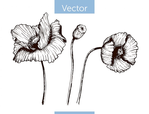 Mano de vector monocromo dibujado amapola sobre fondo blanco