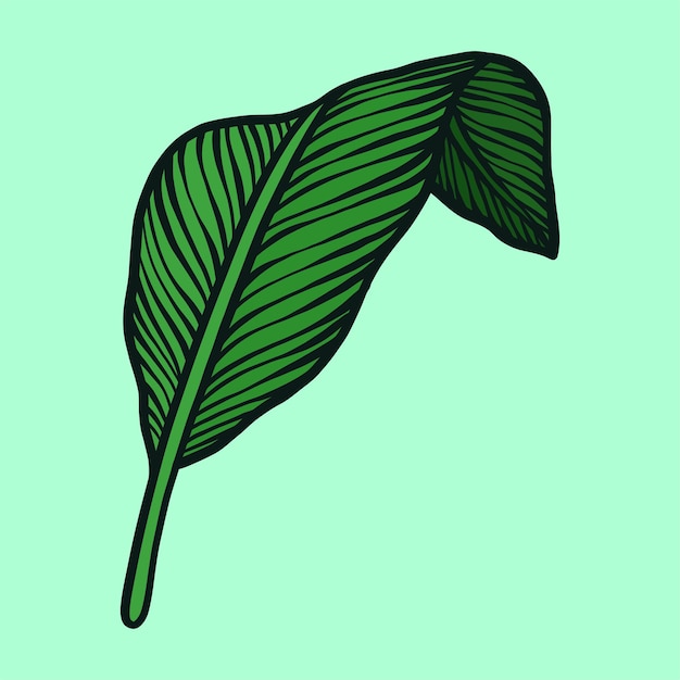Mano Verde Dibujo Ilustración Hoja Tropical