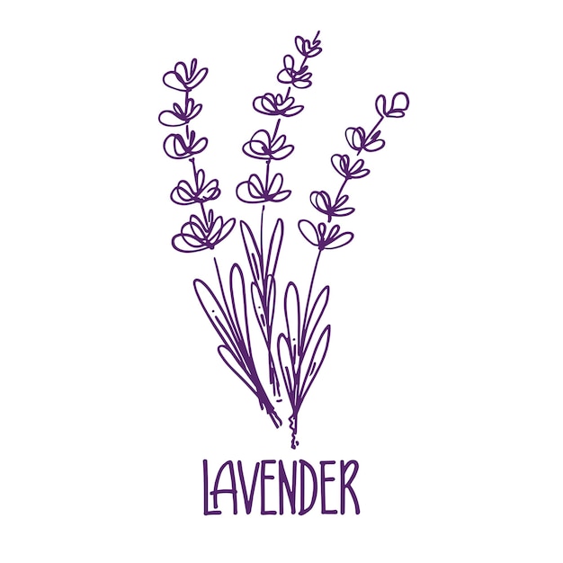 Manojo fragante de la planta fresca cortada de flores de lavanda, ilustración vectorial dibujada a mano aislada