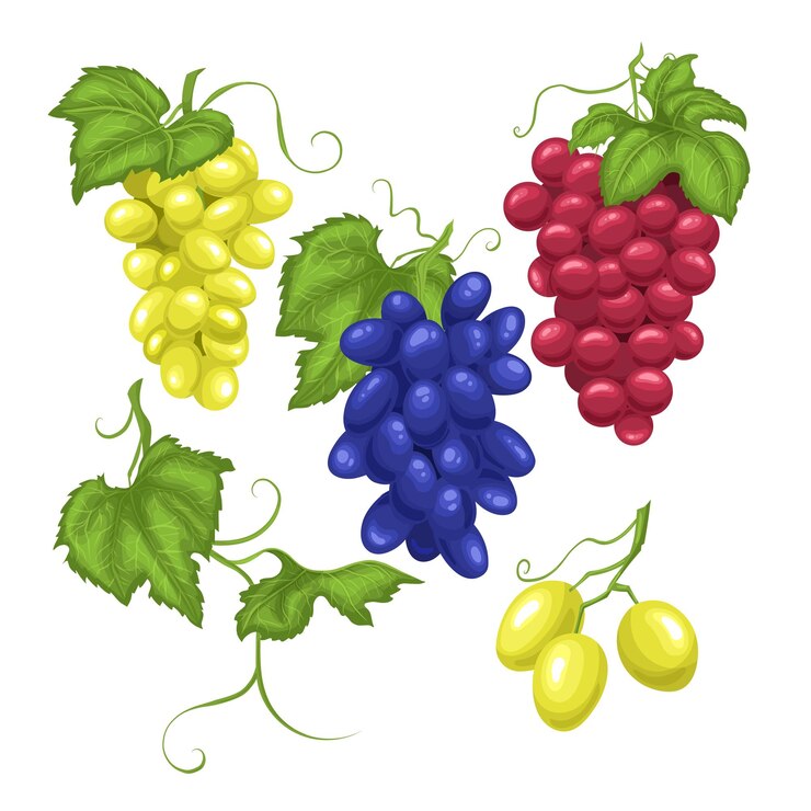 Vector manojo de vino de uva conjunto ilustración vectorial de dibujos animados