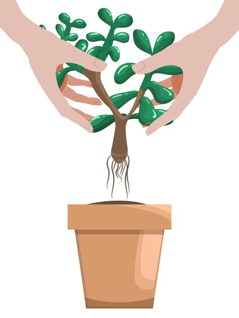 Manos plantando una crassula suculenta en una maceta. aislado sobre fondo blanco
