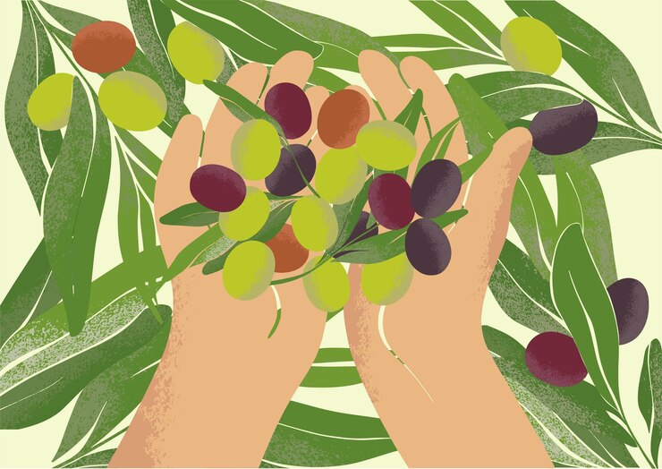Vector manos sosteniendo un puñado de aceitunas maduras cosechando en una granja local dibujo botánico en estilo moderno