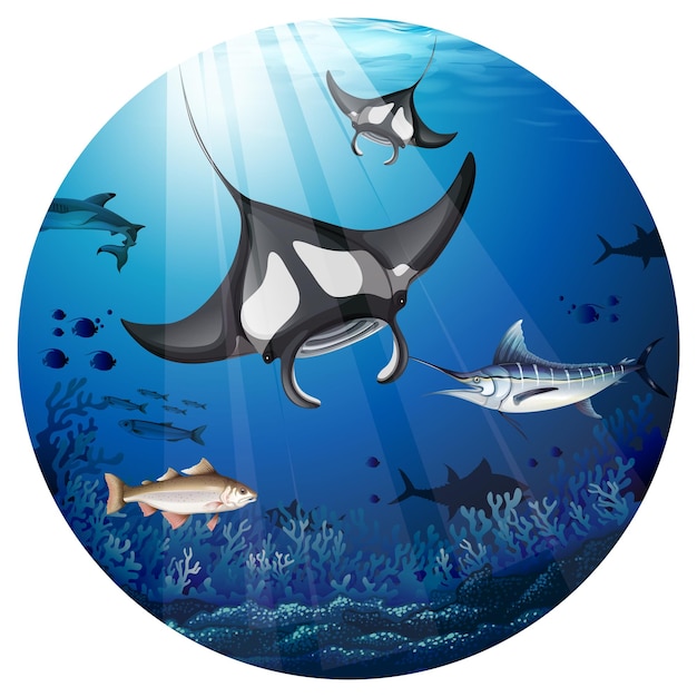 Manta ray nadando en el océano