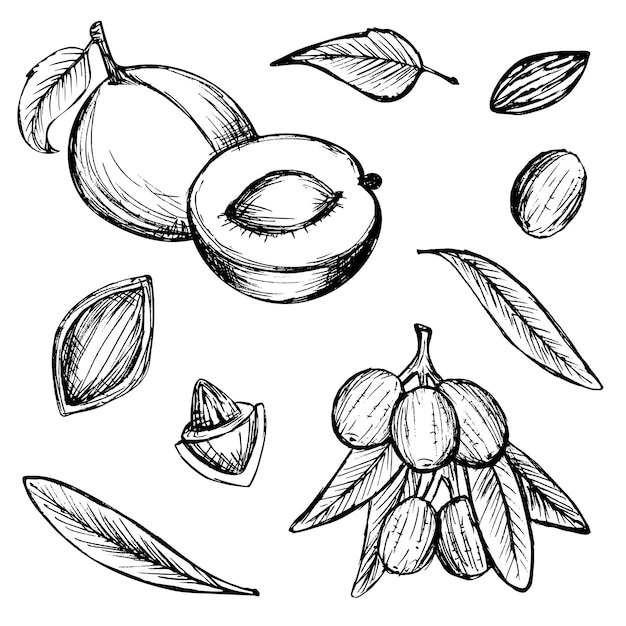 Manteca de karité Ingrediente cosmético Aceite nutricional para el cuidado de la piel Ícono dibujado a mano de oliva y albaricoque