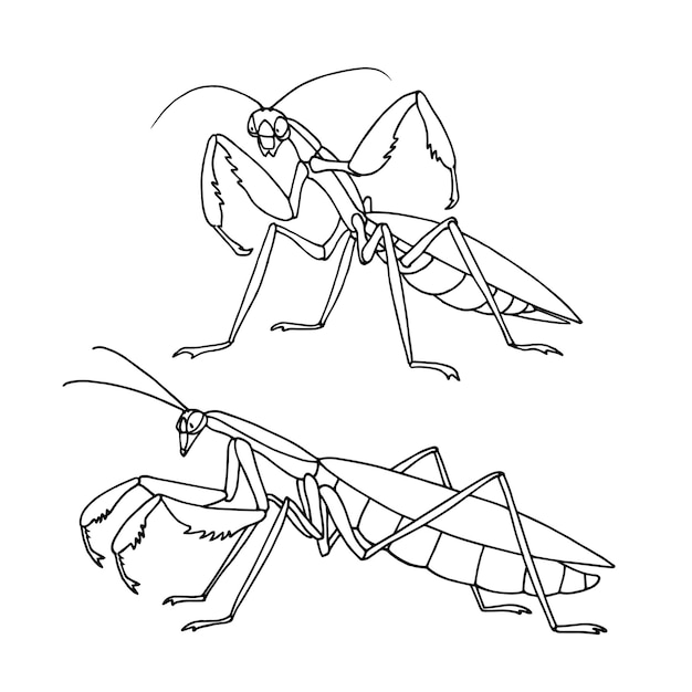 Mantis antes del ataque insecto invertebrado voraz depredador personaje divertido