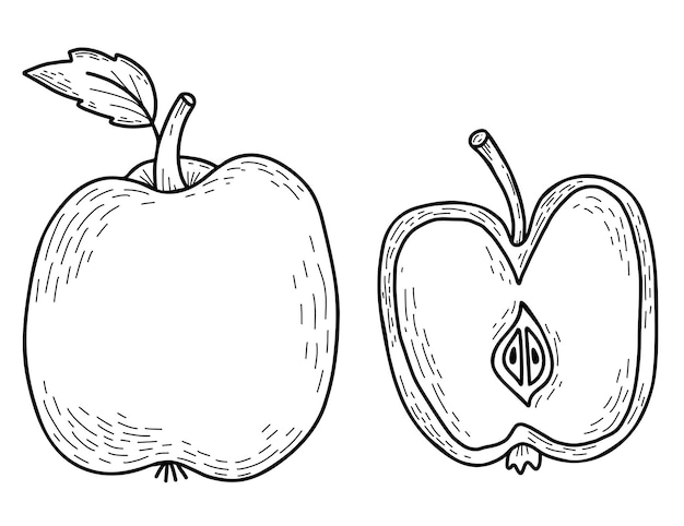 Manzana dibujada a mano vectorial Hermosa fruta entera con hoja y cortada a la mitad