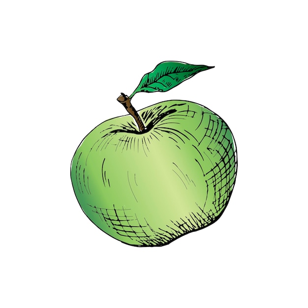 Manzana verde. Manzana dibujada a mano. Ilustración de vector, aislado en blanco.