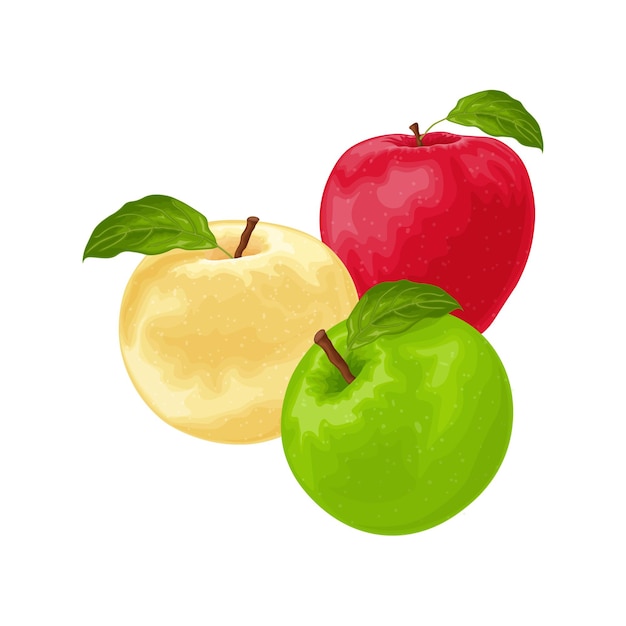 Manzanas Una imagen de manzanas de diferentes colores Manzana roja, verde y amarilla Una colección de tres manzanas Ilustración vectorial aislada en un fondo blanco