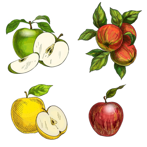 Manzanas, manzanas dibujadas a mano con hojas.