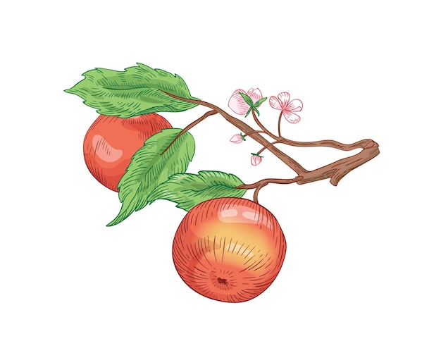 Manzanas rojas en rama ilustración de vector dibujado a mano. frutas de verano con hojas y flores aisladas