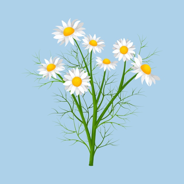 Manzanilla flores de manzanilla en el tallo una margarita en la ilustración de vector de plantas medicinales de estilo de dibujos animados
