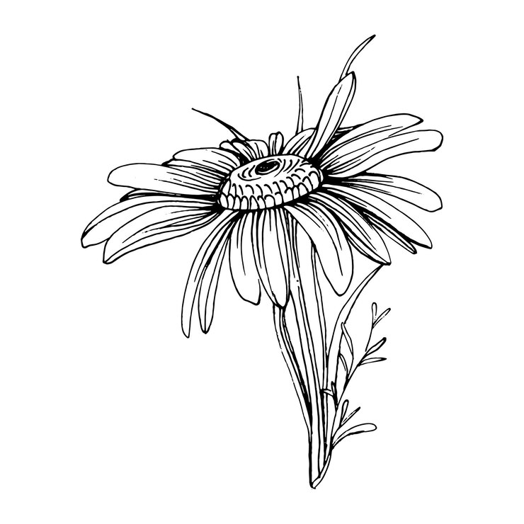 Vector manzanilla a mano dibujo. margarita floral en concepto de estilo de arte de línea. ilustración de grabado antiguo de época.