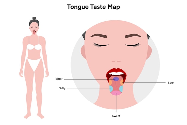 Mapa del gusto de la lengua en humanos