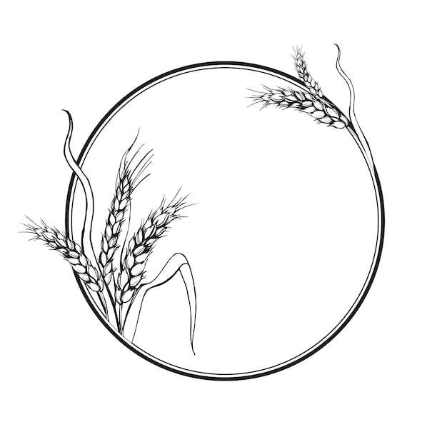 marco de círculo vectorial con orejas de trigo ilustración dibujada a mano de ramas de agricultura de trigo tema boceto en blanco y negro de la cosecha tema aislado en fondo blanco