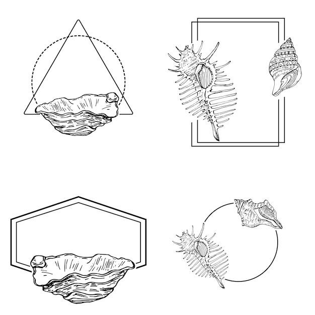 Marco de concha de mar dibujado a mano
