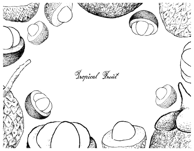 Vector marco dibujado a mano de frutas de lichis y mangostán