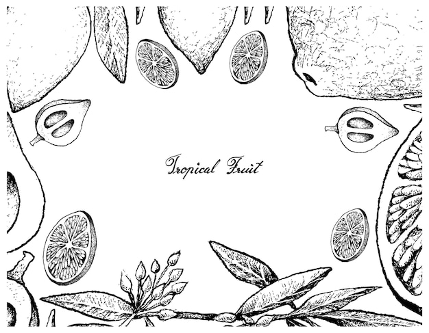 Vector marco dibujado a mano de lima y frutas canistel