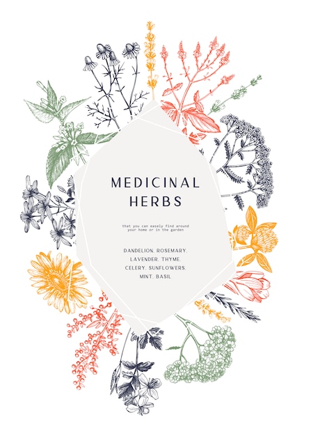 Vector marco de hierbas medicinales dibujado a mano. bocetos de flores, malezas y prados. plantilla abstracta de plantas de verano. fondo botánico con elementos florales en estilo grabado. esquemas de hierbas