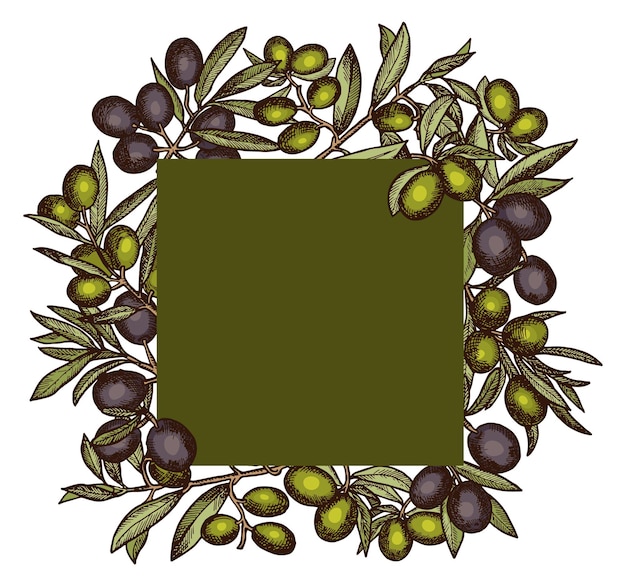Marco de ramas de olivo Etiqueta de producto ecológico saludable aislada sobre fondo blanco