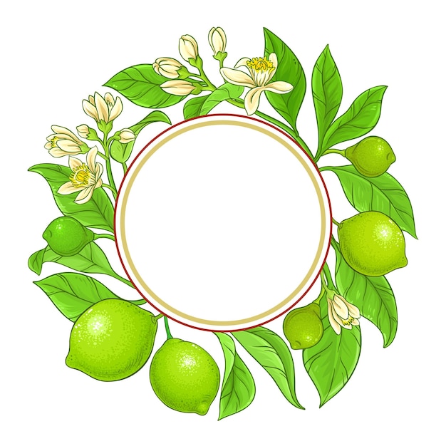 marco vectorial de ramas de cal en fondo blanco