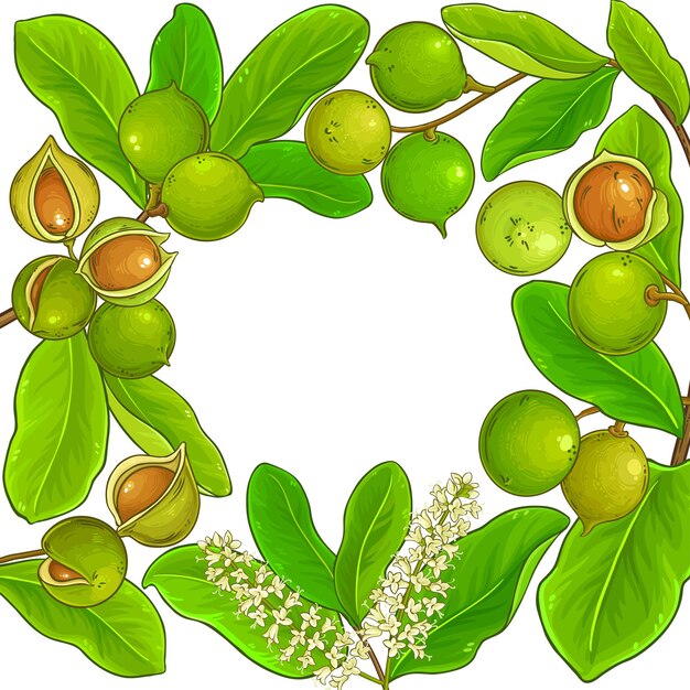marco vectorial de las ramas de macadamia