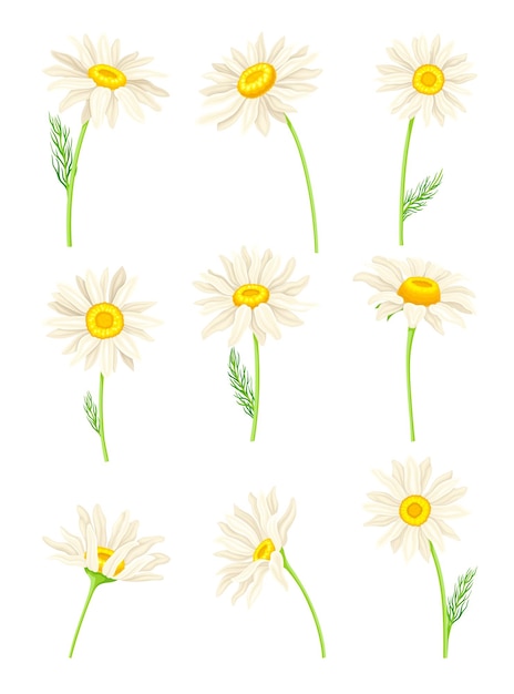 Margarita común o Bellis Perennis en el tallo con flores de rayos blancos y un conjunto vectorial de flores de disco amarillo