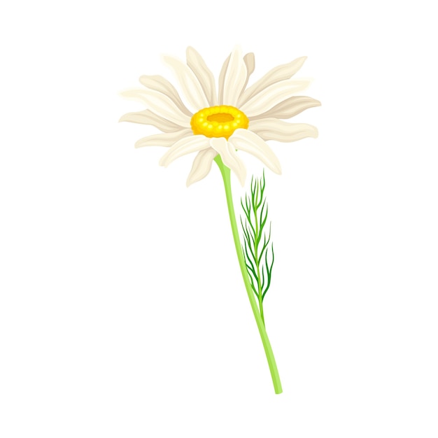 Margarita común o Bellis Perennis en el tallo con flores de rayos blancos e ilustración vectorial de flores de disco amarillo