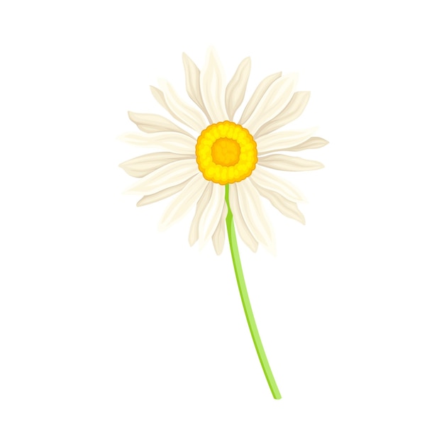 Margarita común o Bellis Perennis en el tallo con flores de rayos blancos e ilustración vectorial de flores de disco amarillo