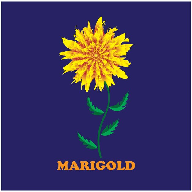 Vector marigold ilustrado con fondo azul