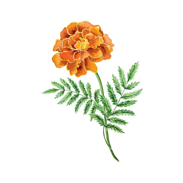 Marigolds flor de acuarela para el Día de los Muertos tarjetas de felicitación invitaciones pancartas carteles portadas