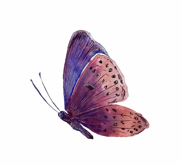 Mariposa acuarela ilustración torpical