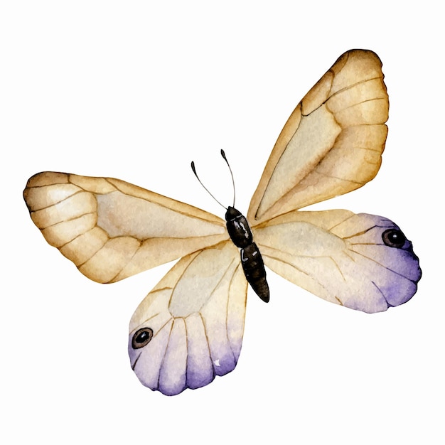 Vector la mariposa de la acuarela