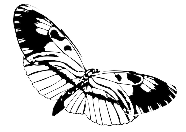 Mariposa, blanco y negro, aislado, blanco, plano de fondo